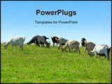 PowerPoint Template - A Goats with different colors in farm.
