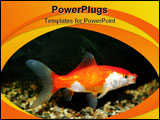 PowerPoint Template - Close shot of Goldfish in tank with copy space