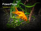 PowerPoint Template - Gold fish in aquarium on a white background. Note: Slight graininess, best at smaller sizes
