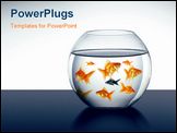 PowerPoint Template - Goldfish swimming in an aquarium with water where eone fish is different from others.
