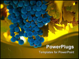 PowerPoint Template - ripe blue grape bunch very shallow focus