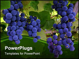 PowerPoint Template - those are blue grapes hanging from a vine.