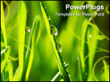 PowerPoint Template - Dew drop on a blade of grass
