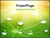 PowerPoint Template - Green leaf texture with water drops on it