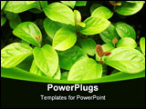 PowerPoint Template - Green leaves background in the tropic country