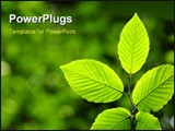 PowerPoint Template - Green leaves over abstract background on woods