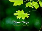 PowerPoint Template - Green maple leaves in city park in the spring afternoon