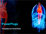 PowerPoint Template - 3d rendered illustration of human organs with a highlighted heart
