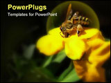 PowerPoint Template - Bee collecting honey on yellow flower. Isolated dark background