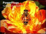 PowerPoint Template - Singalong Patio rose with pollen laden bee
