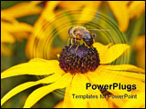 PowerPoint Template - Bee sitting on yellow colored flower in backside macro view