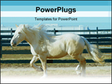 PowerPoint Template - An American Cream Draft Horse mare trots around a paddock.
