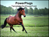 PowerPoint Template - chestnut horse. blurry in original size but ok for small/websize use.