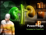 PowerPoint Template - Digital illustration of kidney in colour background