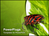 PowerPoint Template - Insects are a class within the arthropods that have a chitinous exoskeleton, a three-part body
