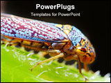 PowerPoint Template - An interesting bug displaying a wide range of wonderful colors.