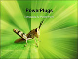 PowerPoint Template - Baby Grasshopper on the leaf and green background ** Note: Shallow depth of field