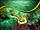 PowerPoint Template - nudibranch in philippines