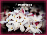 PowerPoint Template - Star Jasmine