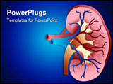 PowerPoint Template - Illustration art of a kidney with isolated background