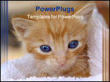 PowerPoint Template - Cute kitten wrapped in a towel. Large file, blue blue eyes