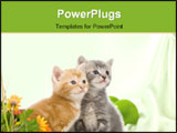 PowerPoint Template - A gray and yellow kitten sit next to colorful flowers on a white background