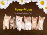 PowerPoint Template - Collage of six cute kittens of one family