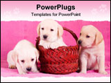 PowerPoint Template - Little labrador doggy in red basket photo.