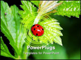 PowerPoint Template - Close-up of a red-and-black spotted ladybird on leaf