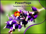 PowerPoint Template - Macro of a ladybird on lavender in summer.