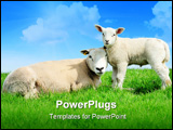 PowerPoint Template - Mother sheep and her lamb in spring Friesland The Netherlands
