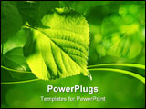 PowerPoint Template - Fresh Green Spring Leaves Glowing In Sunlight
