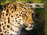 PowerPoint Template - Close up of a Leopard in low sunlight