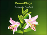 PowerPoint Template - Pink lily Liliaceous lilium isolated on green background