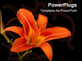 PowerPoint Template - Orange lily flower Lilium isolated on black