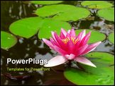 PowerPoint Template - Red water lily lotus flower and green leaves growing in a pond