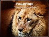 PowerPoint Template - Beautiful close up of the face of a lion