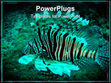 PowerPoint Template - ion fish (Devil Fire fish) swimming in the warm waters of the Indian Ocean off the coast of Souther