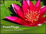 PowerPoint Template - Bright pink lotus flower with green leaves in a pond