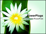 PowerPoint Template - A Beautiful nature white Lotus in Thailand