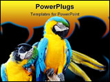 PowerPoint Template - A blue and yellow Macaw parrot rubbing its head and wrapping its wing around another