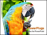 PowerPoint Template - Closeup portrait of a blue and yellow Macaw cleaning its beak with a stick.