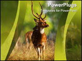 PowerPoint Template - Male Axis or Spotted Deer (Axis axis) INDIA Kanha National Park