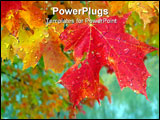 PowerPoint Template - fall maple leaves in color