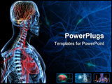 PowerPoint Template - 3d rendered anatomy illustration of a human body shape with heart and brain