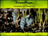 PowerPoint Template - some dollar plants growing on a plantation