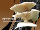 PowerPoint Template - Mushrooms growning on side of old tree