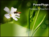 PowerPoint Template - A little Bee