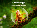 PowerPoint Template - A close-up of a grasshopper with very big teeth on blade of grass. Russian Far East Primorye