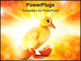PowerPoint Template - The yellow small duckling with egg isolated on a white background